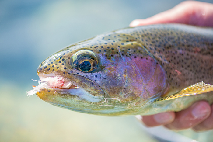 The Norm Wood Chubby Chernobyl dry fly not only is great for stoneflies in the spring, it makes an excellent October caddis imitation.