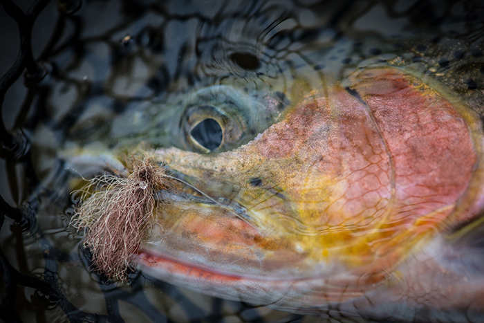 A cutthroat fell victim to a fuzzy dry fly.