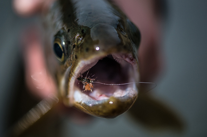 Dry fly fishing with midges on the Spokane River can be productive late fall.