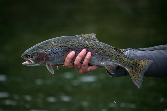 A nice Redband trout from the Spokane River.