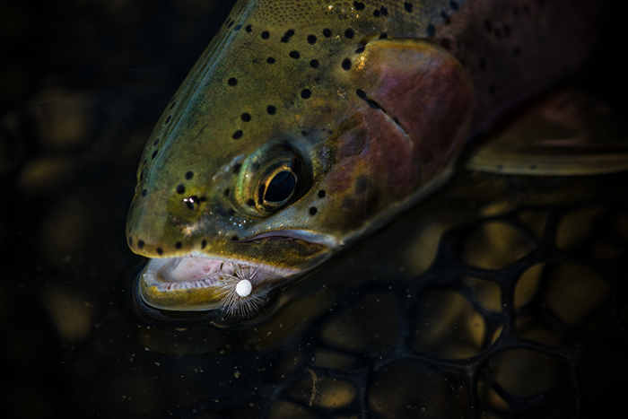 A cutthroat trout that fell victim to a well placed bwo emerger.