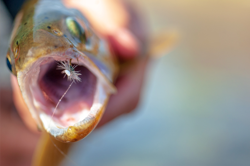 BWO Emerger.