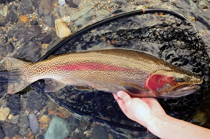 Spokane River Redband