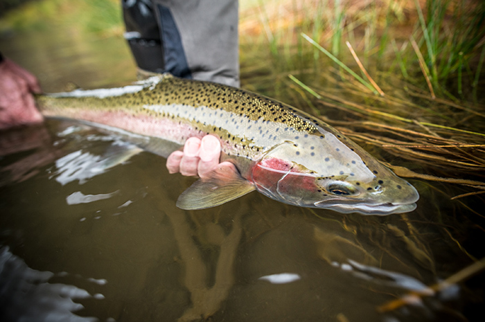 Steelhead fishing reopen on Clearwater River in Idaho.