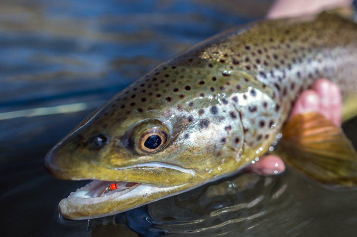 A large Missouri River brown trout fell victim to a hot bead nymph pattern.