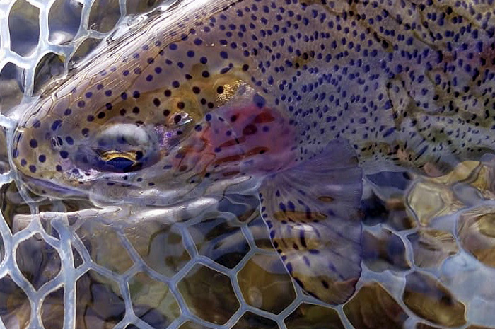 A beautiful Spokane River Redband. Photo Credit - Kenyon Pitts