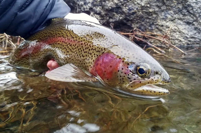 Kenyon Pitts snapping a quick pic of a quality Spokane Redband trout before releasing. Photo Credit - Kenyon Pitts