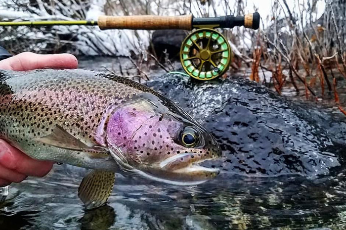 A nice Spokane River Redband caught while nymphing during the winter. Photo Credit - Kenyon Pitts