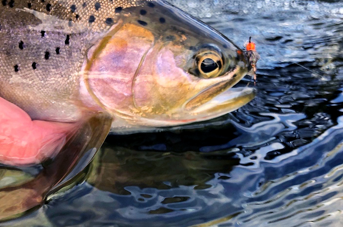 Hot bead patterns are effective wintertime flies. Photo by - Wayne Jordan.