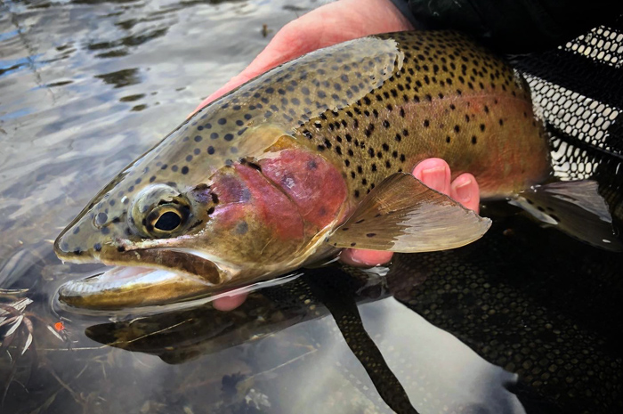 Brightly colored, or hot spot, nymph patterns are effective for winter angling. Photo Credit by Wayne Jordan.
