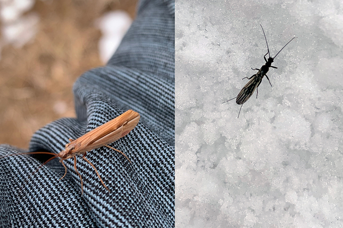 Caddis and Winter Stone