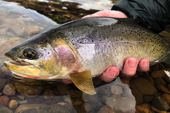 Wayne with a nice health Cutthroat