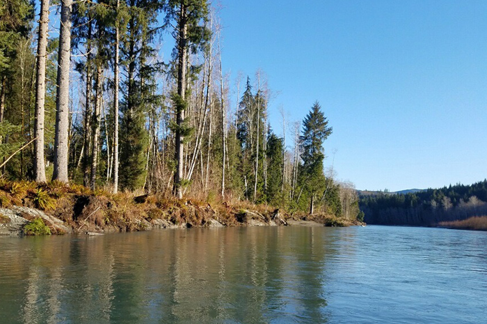 Bluebird skies in Washington's Olympic National Forest.