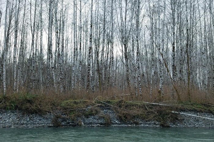 Wintertime green water conditions, prime for steelhead fishing on the Washington coast.