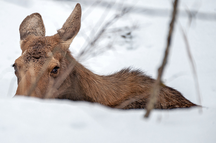 Moose on the Coeur d'Alene River