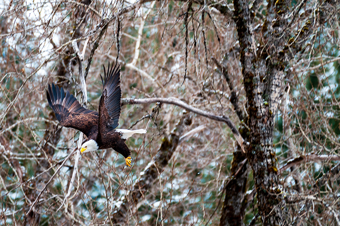 Bald Eagles