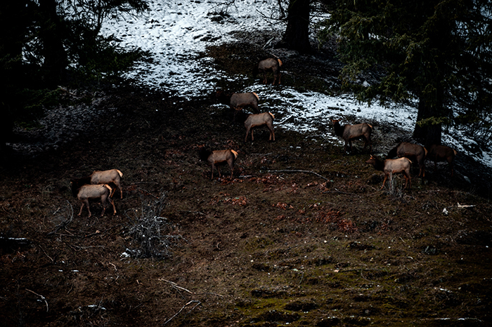 Elk