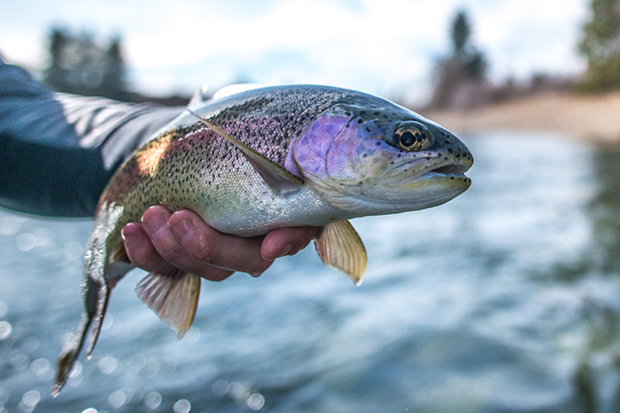 A healthy Spokane River Redband Trout.
