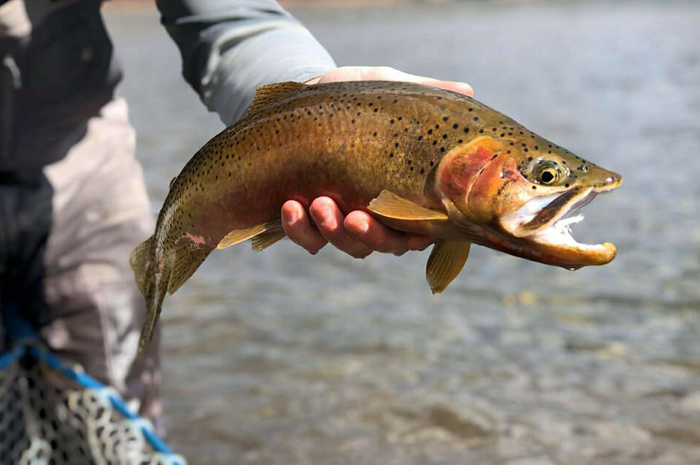 A quality St. Joe River cutthroat caught by Kenyon Pitts of the Silver Bow Fly Shop. Photo Credit - Mikayla Zivic