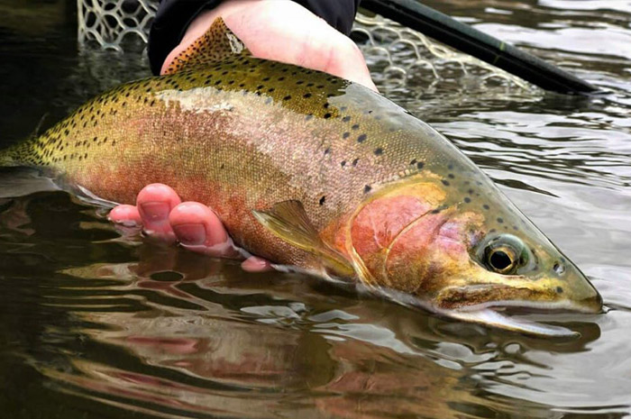 A beautiful St. Joe River, Idaho Cutthroat Trout fell victim to streamer pattern while fishing late winter. Photo Credit - Jesse Retan