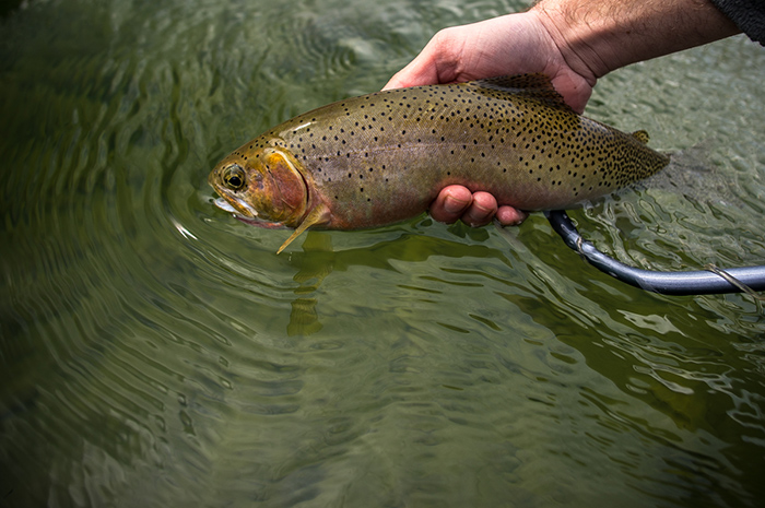 A St. Joe River cutthroat trout being released.