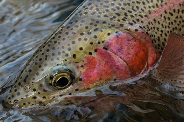 A beautiful rainbow trout caught while fly fishing in Washington