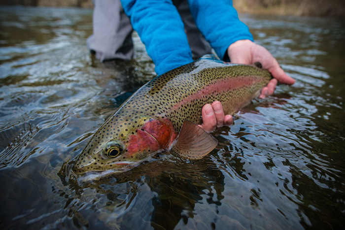 Fly fishing rivers like the Spokane River, Methow River, Naches River, and Kettle River all reopen the Saturday before Memorial Day Weekend in Washington.
