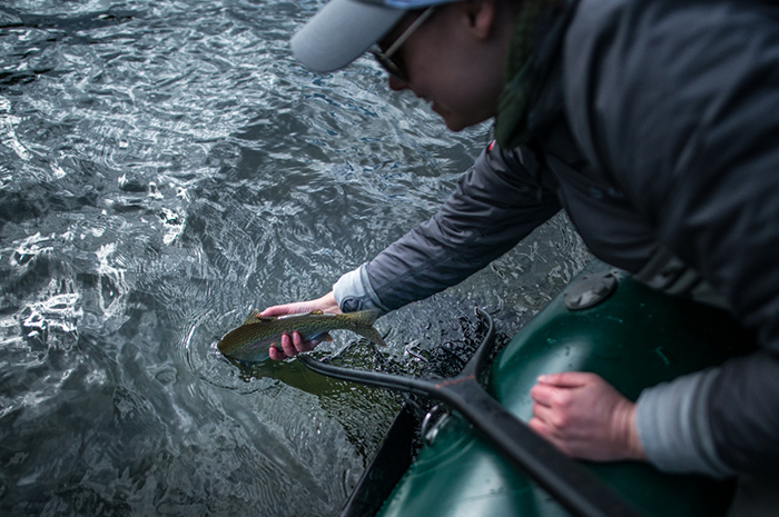 Jennifer Nepean releasing a Redband rainbow caught while streamer fishing on the Spokane River, Washington.