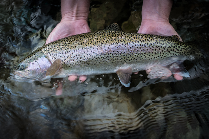 Jennifer Nepean releasing a Spokane River Redband trout.