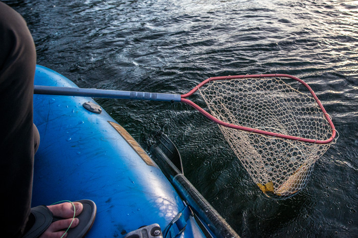 Silver Bow guide, Kenyon Pitts, netting a quality trout on the Spokane River, Washington.