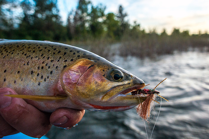 A nice Spokane River cutthroat trout fell victim to a large chubby chernobyl.