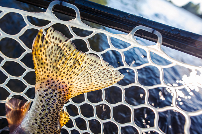 A spotted trout tail caught while dry fly fishing the Spokane River, Washington.