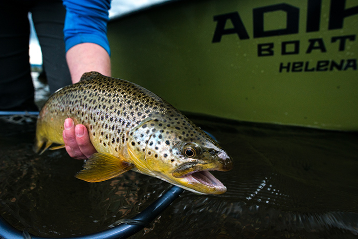 A quality brown trout fell victim to a well places fly on the Madison River near Cameron, Montana.