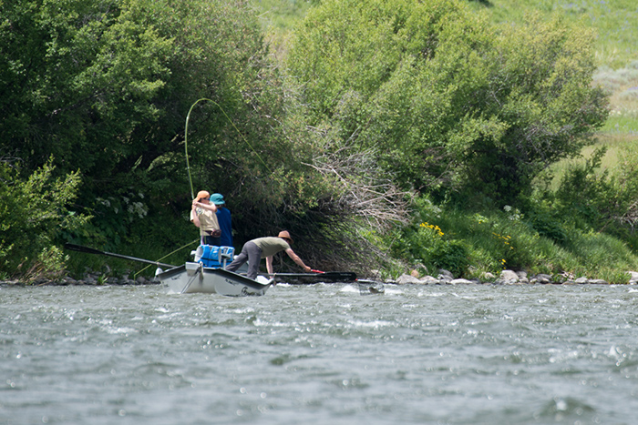 A young angler hooked up on the Madison River, Cameron, Montana.
