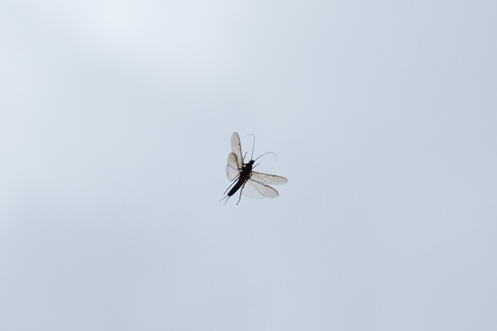 A large salmonfly mid flight. 