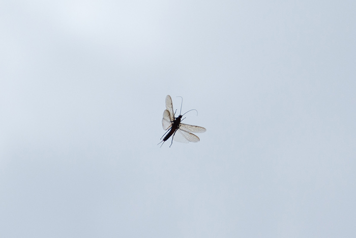 A large salmonfly mid flight.