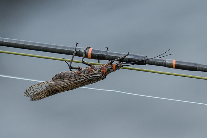 A salmonfly stone along the Madison River, Montana.