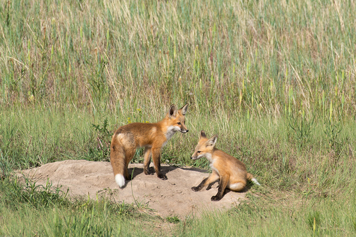 Foxes enjoying the sunshine and relaxing along the Madison River, Montana.