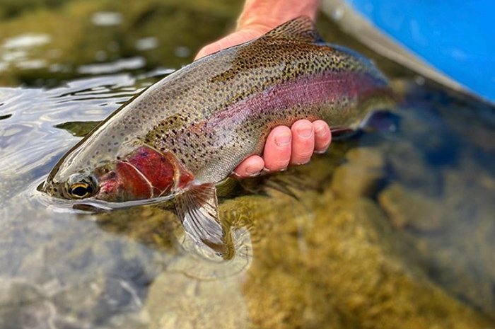 Silver Bow guide Kenyon Pitts with a nice Redband trout caught on the Spokane River during August. Photo Credit: Jesse Retan