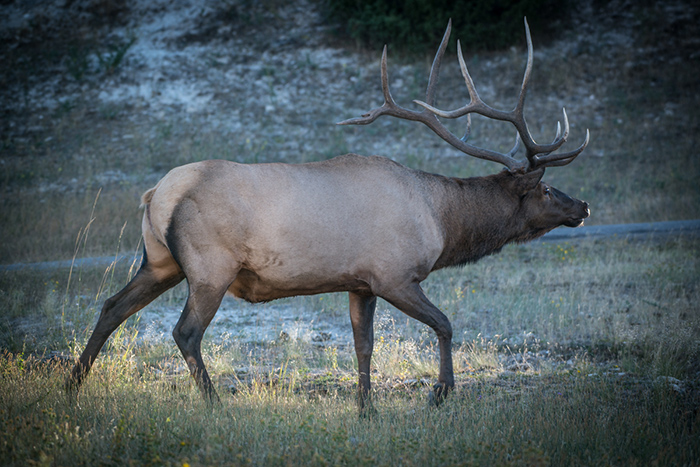 A large bull elk near Mammoth Hot Springs, Yellowstone National Park.