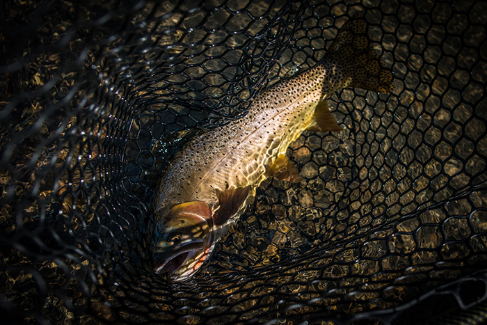 A Yellowstone River cutthroat trout ready for release.
