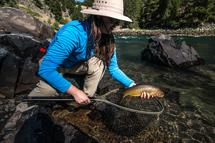 Jennifer Releasing a Yellowstone River cutthroat along the Black Canyon of the Yellowstone River.