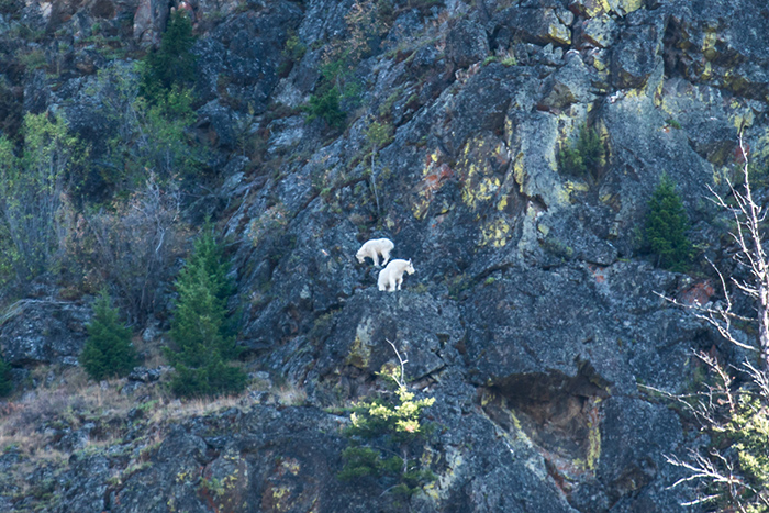 Mountain goats along the Yellowstone River Black Canyon.