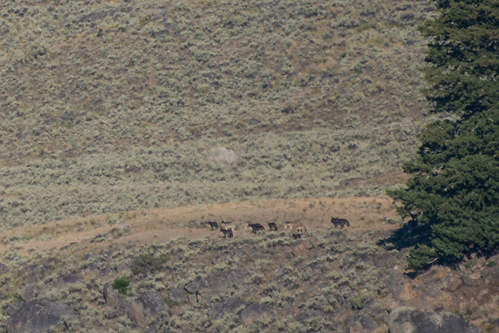 A wolf pack overlooks the Slough Creek area.
