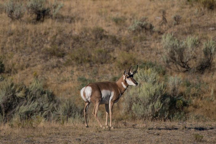 Antelope along the Lamar River.