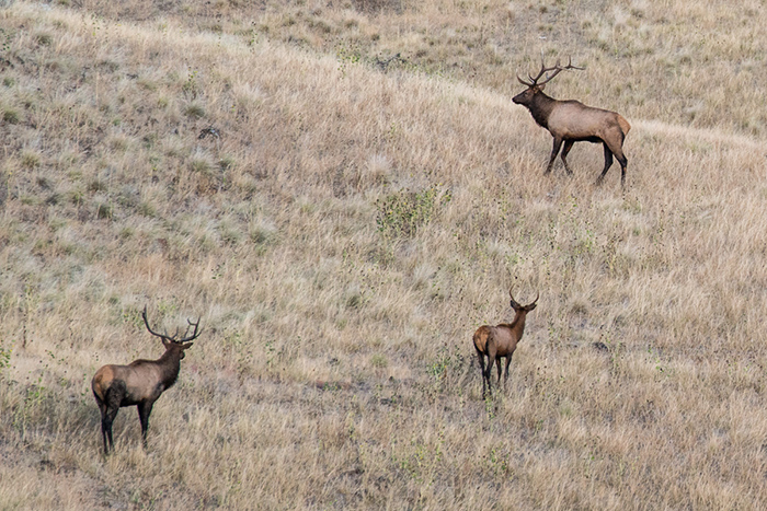 Bull elk on the Grande Ronde River, Washington.
