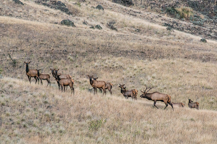 A bull elk rounds up the herd along the banks of the Grande Ronde River, Washington.