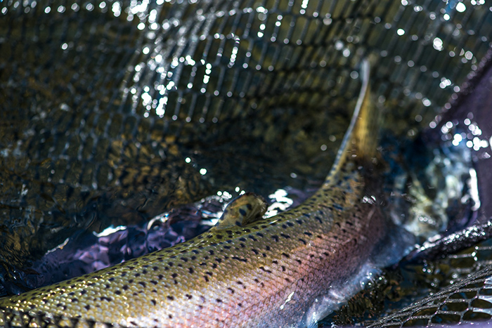 A native steelhead in the net, Grande Ronde River, Washington.