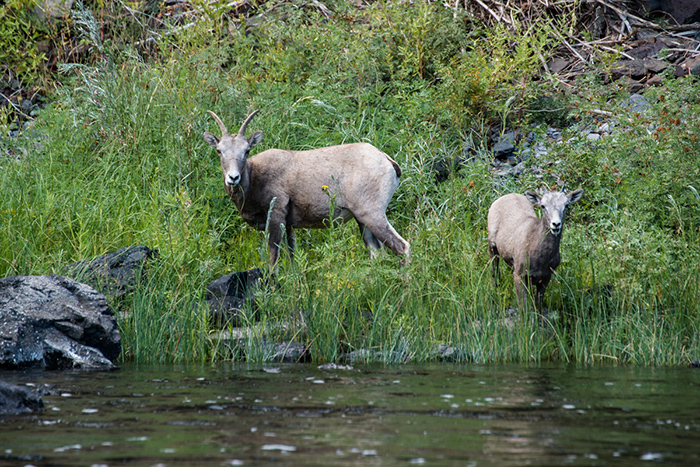 Bighorn sheep on the Grande Ronde River, Washington.