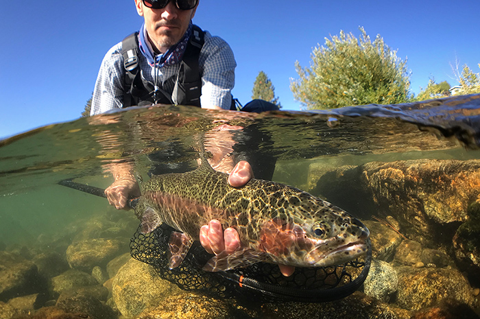 Michael Visintainer, Silver Bow Fly Shop, releasing a beautiful Redband trout on the Spokane River.